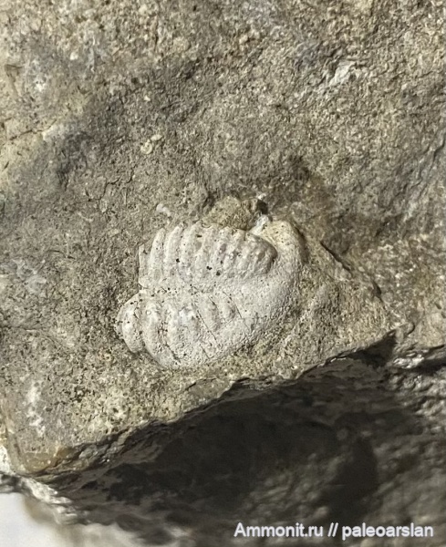 трилобиты, пермь, Башкирия, Шиханы