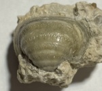 Красивая Echinaria