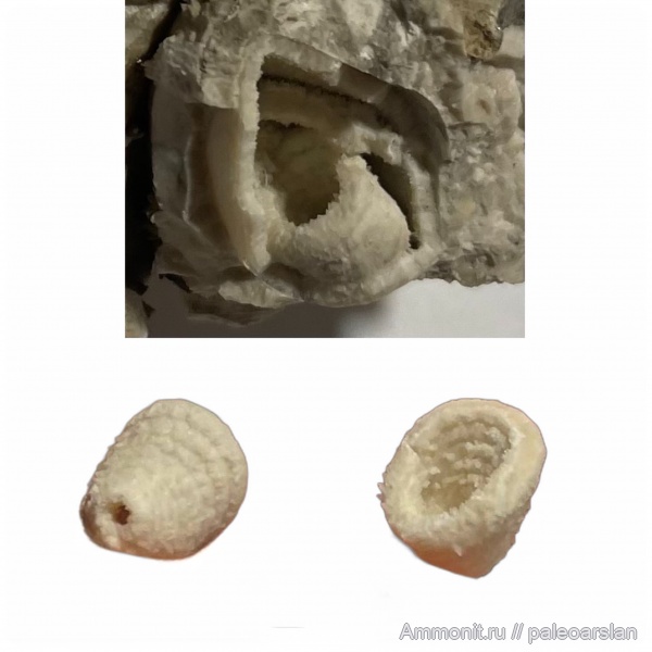 брахиоподы, пермь, Башкирия, Шиханы, ручной аппарат