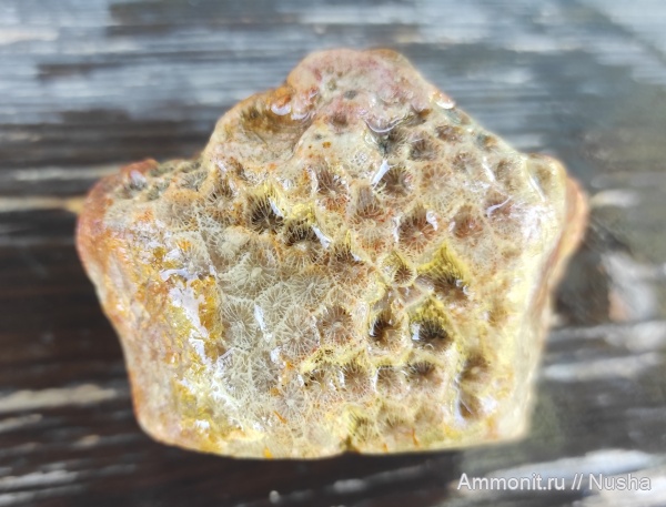 Окаменелости Рузского района