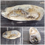 Неизвестная окаменелость