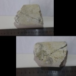 Бакулит№2 Гродненские меловые карьеры