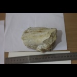 Бакулит№5 Гродненские меловые карьеры