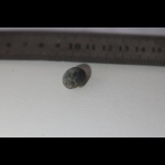 Гастропода№2. Помогите с классификацией