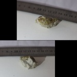 Гастропода №3. Помогите с классификацией