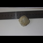 Брахиопода? Помогите с классификацией