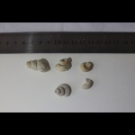 Гастроподы, помогите с классификацией