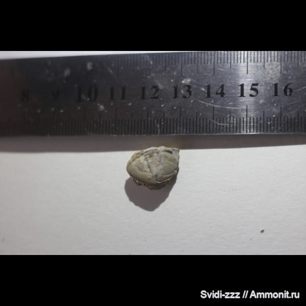 Trilobita, Cretaceous