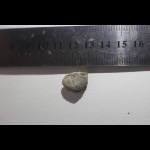 Пигидий трилобита в меловом периоде?