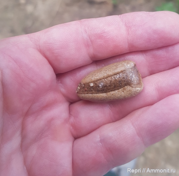 окаменелости