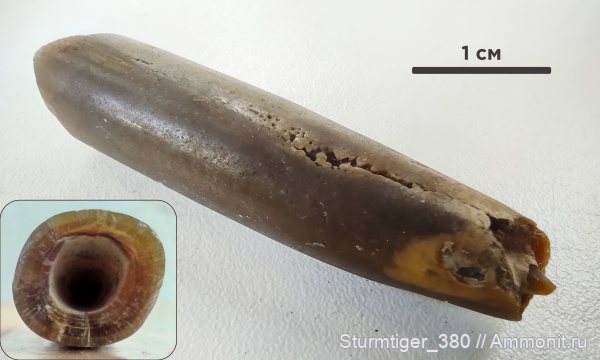 белемниты, юра, волжский ярус, ростры, Volgian, Jurassic, belemnites