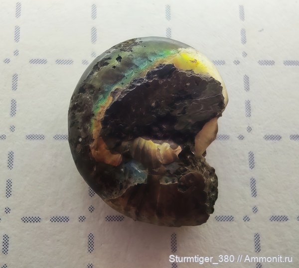 аммониты, юра, Фили, Craspedites, Ammonites, зона Kachpurites fulgens, Jurassic