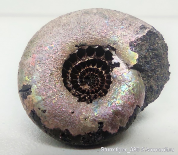 аммониты, юра, Kachpurites, Мневники, Ammonites, Jurassic