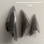 Коронки Sphenodus