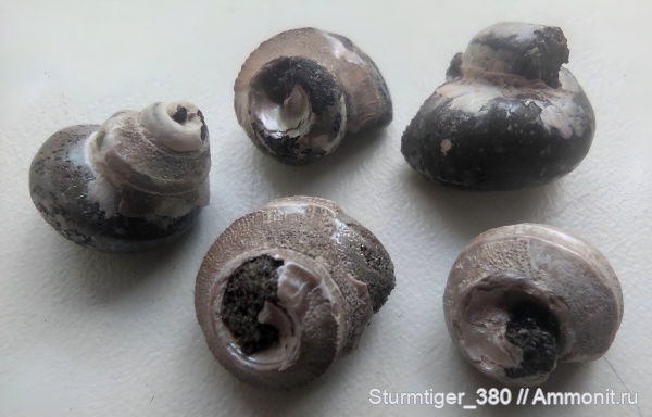 гастроподы, моллюски, юра, Eucyclus, Jurassic