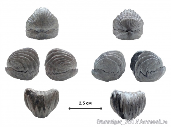 брахиоподы, плеченогие, Mosquella oxyoptycha, Mosquella, зона Epivirgatites nikitini, Rhynchonellida