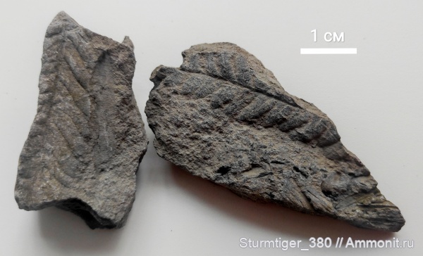 триас, растения, папоротники, Cladophlebis, Triassic