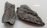 Отпечатки папоротника Cladophlebis (?) в горючем сланце