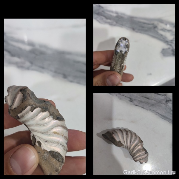 аммониты, мезозой