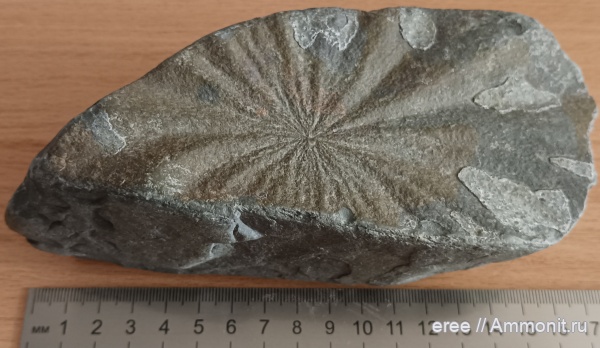 Фоссилии побережья Краснодарского края