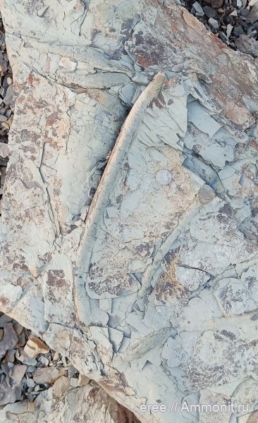 Россия, палеоцен, Rhizocorallium