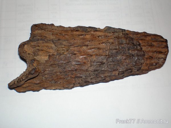 Окаменелости Тульской области