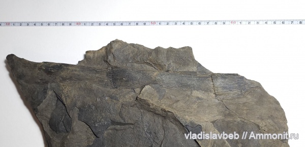 Карбоновые фоссилии Ростовской области