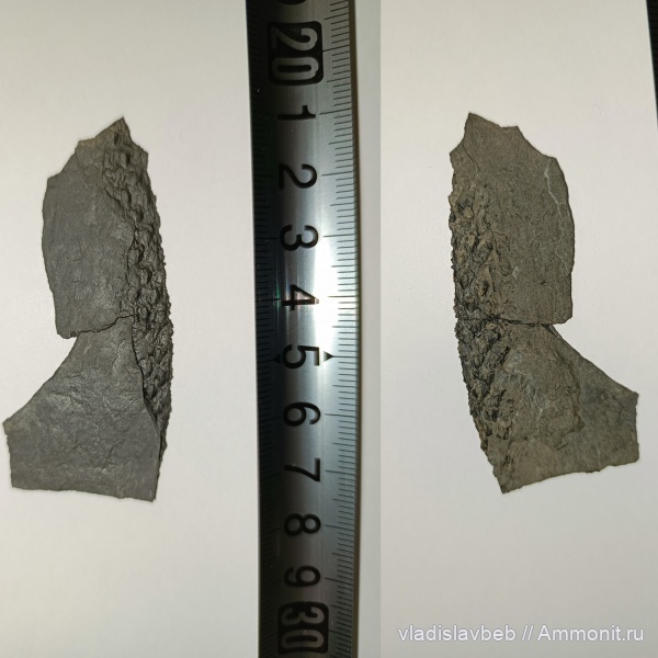 карбон, растения, хвощевидные, Sphenophyllum