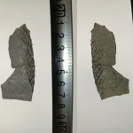 Sphenophyllum (спороносная шишка)