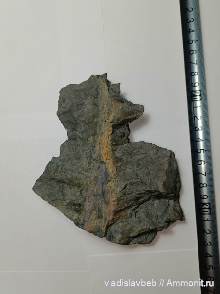 карбон, растения, плауновидные, stigmaria