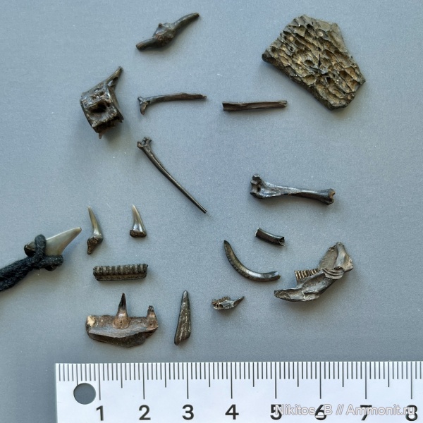 зубы акул, челюсти рыб, грызуны