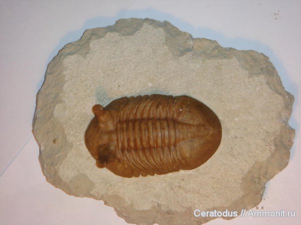 трилобиты, ордовик, Asaphus, палеозой, Asaphus punctatus, Ordovician