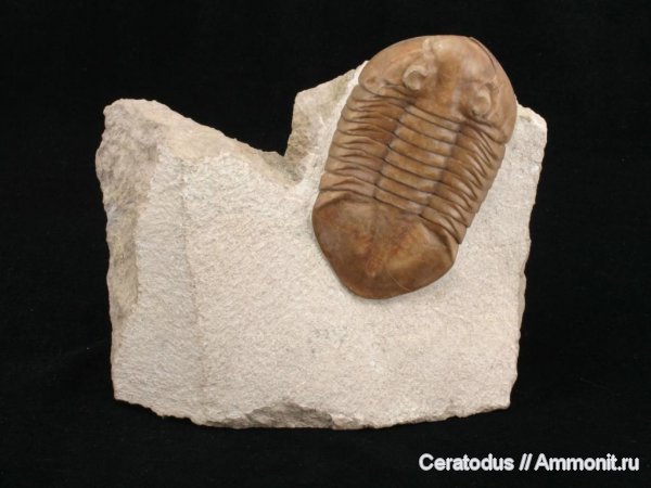 трилобиты, ордовик, Asaphus, палеозой, Asaphus latus, Ordovician