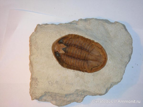 трилобиты, ордовик, Asaphus, палеозой, Asaphus cornutus, гипостома, Ordovician