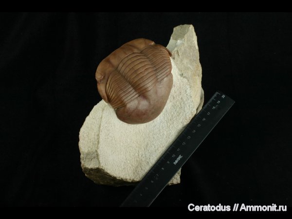 трилобиты, ордовик, Illaenus, палеозой, Illaenidae, Ordovician