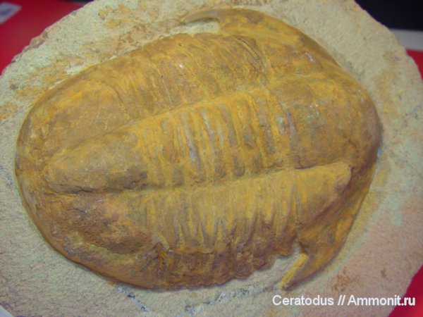 трилобиты, ордовик, Марокко, палеозой, Ordovician