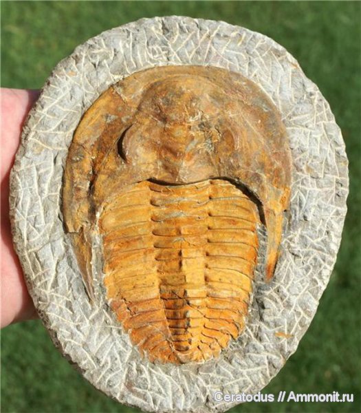 трилобиты, ордовик, Марокко, палеозой, Ordovician