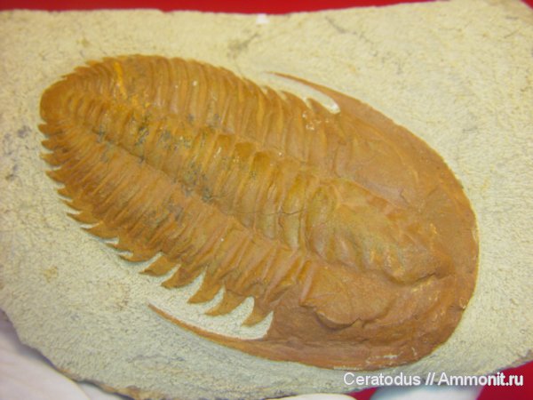 трилобиты, кембрий, Марокко, палеозой, Cambrian