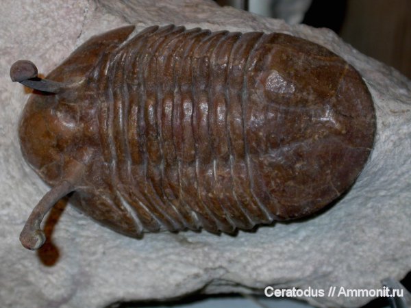 трилобиты, ордовик, Asaphus, палеозой, Asaphus kowalewskii, Ordovician