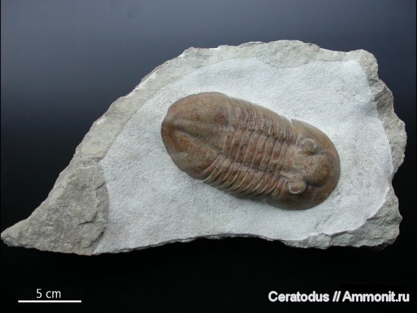 трилобиты, ордовик, палеозой, Pseudoasaphoides, Pseudoasaphoides praecurrens, Ordovician