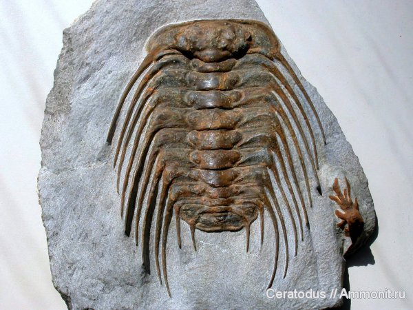 Мароканские трилобиты из моей коллекции