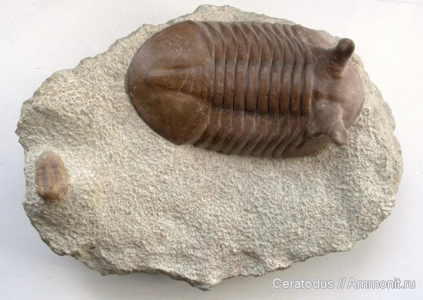 трилобиты, ордовик, Asaphus, палеозой, Asaphus punctatus, Ordovician