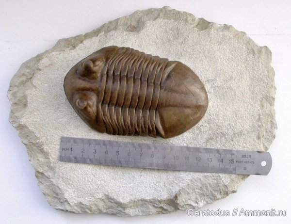 трилобиты, ордовик, Asaphus, палеозой, Asaphus cornutus, Ordovician
