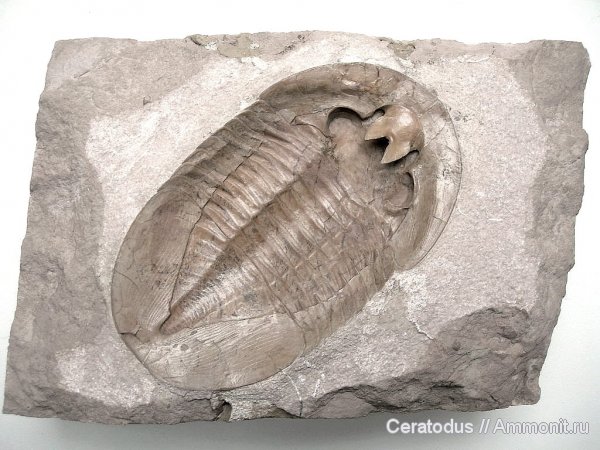 трилобиты, ордовик, палеозой, Pseudoasaphinus, Pseudoasaphinus  tecticaudatus, гипостома, Pseudoasaphidae, Ordovician