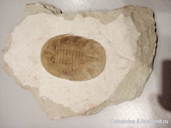 трилобиты, ордовик, палеозой, Pseudobasilicus, Pseudobasilicus planus, Ordovician