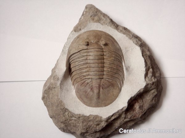 трилобиты, ордовик, палеозой, Pseudobasilicus, Pseudobasilicus lawrowi, Ordovician