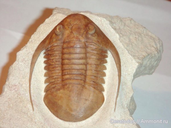 трилобиты, ордовик, палеозой, Neoasaphus, Neoasaphus platyurus longispinus, Ordovician