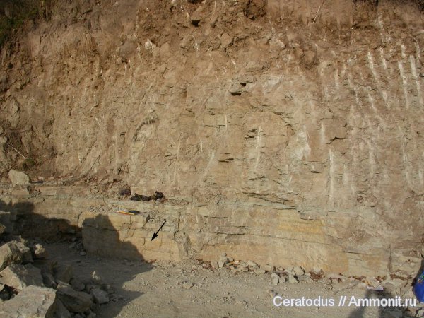 трилобиты, Вильповицы, средний ордовик