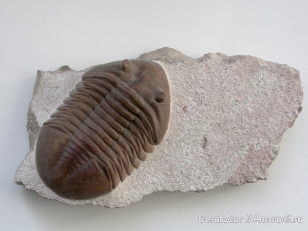 трилобиты, ордовик, Asaphus, палеозой, Asaphus lepidurus, Ordovician