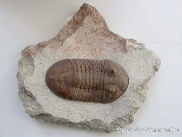 трилобиты, ордовик, Asaphus, палеозой, Asaphus plautini, Ordovician